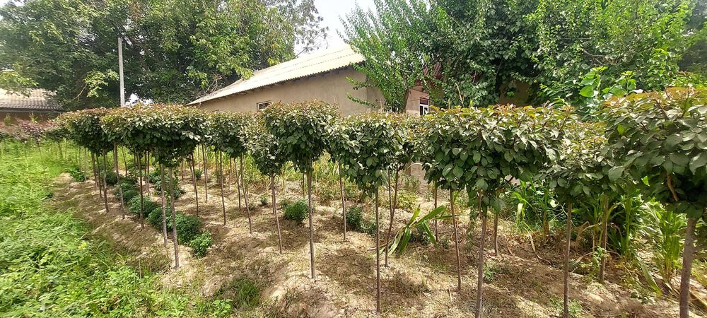 Декоротив кучатлари сотилади