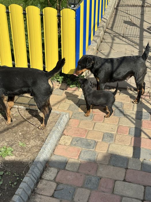 Щенки ягд терьера