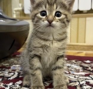 Котенки в добрые руки