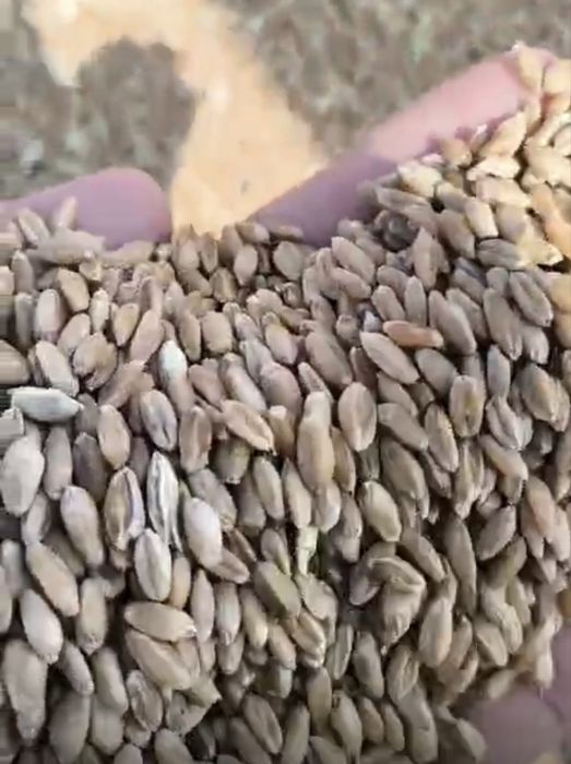 Пшеница ячмень арпа бидай