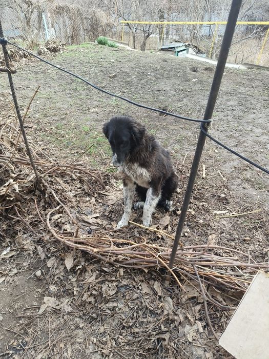 Отдам бесплатно в добрые руки