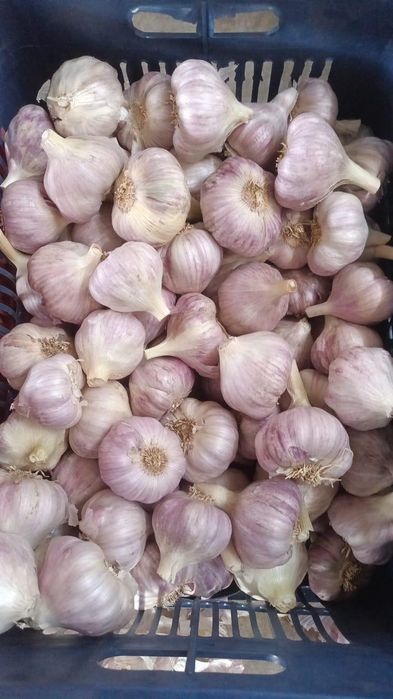 Usturoi nou 2025 rosu roșu