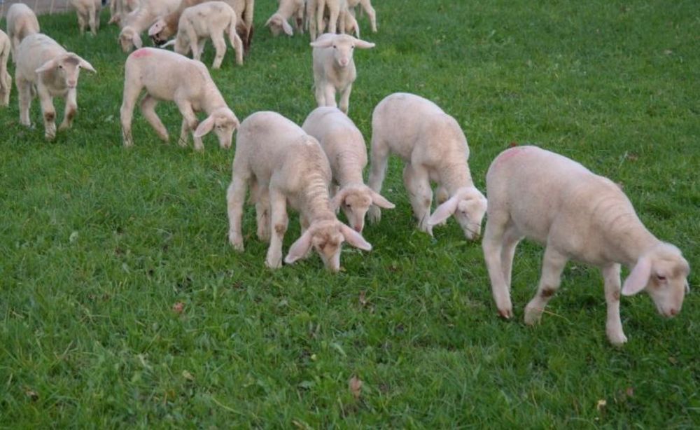 Продажба на домашни агнета от ферма