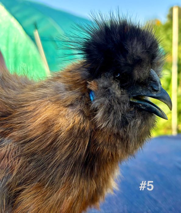 Cocosi tineri Matase Japoneza din Aprilie