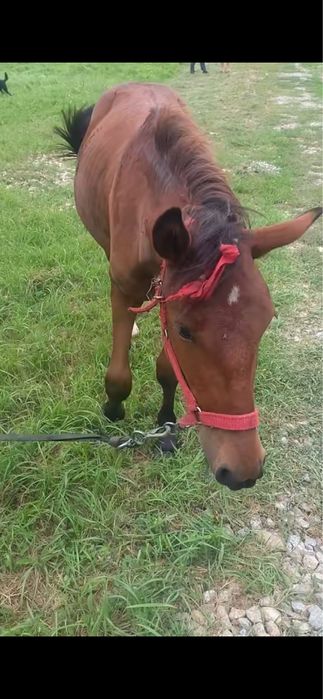 Vand manza trotineta