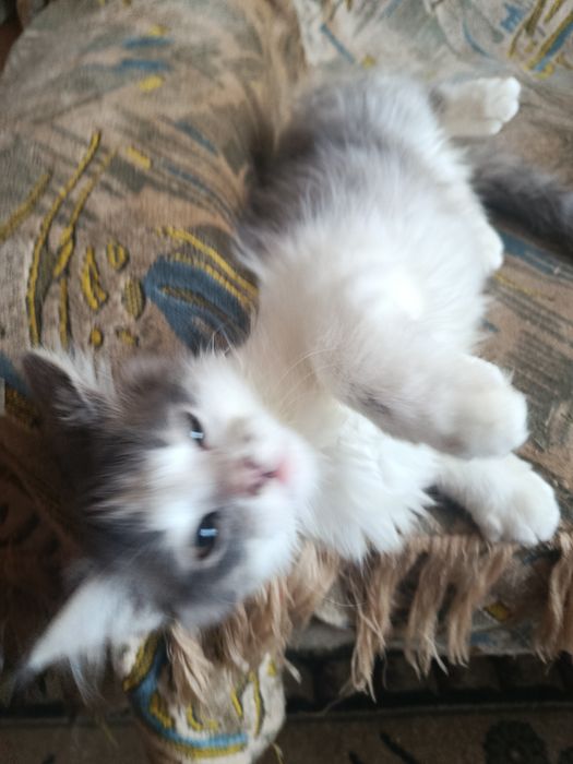 Шотландский котенок мальчик