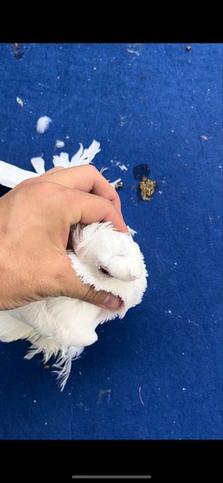 Белый пара плод есть