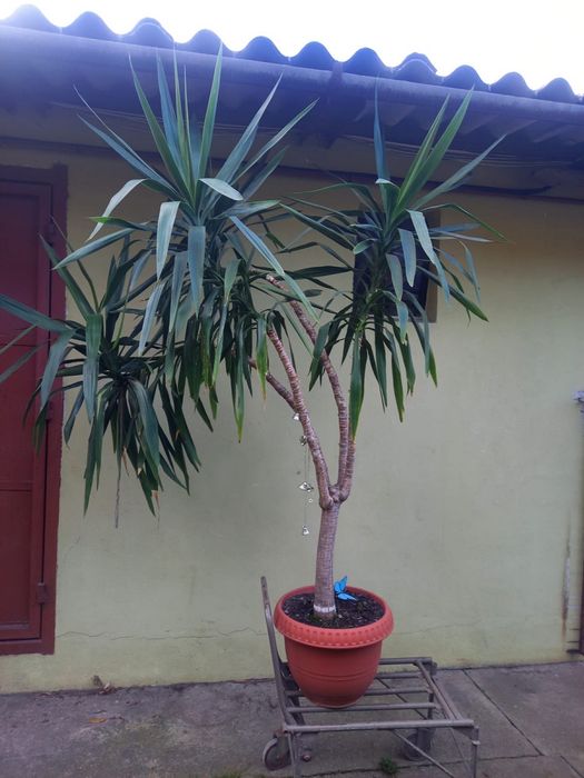 Yucca de vanzare 600 lei.