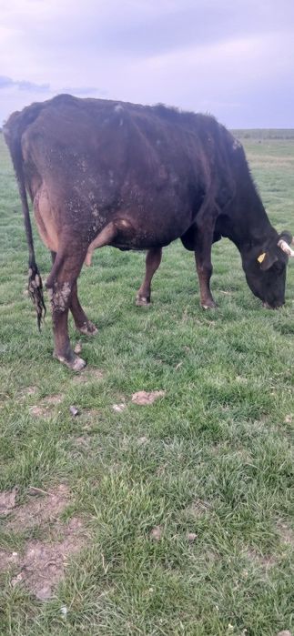 Vaca de vânzare forte bună de lapte