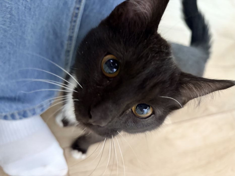 Котёнок 4-6 месяцев ищет дом