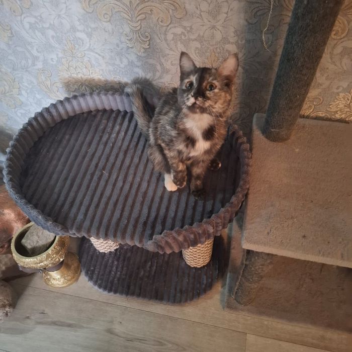 Отдам кошку в хорошие руки