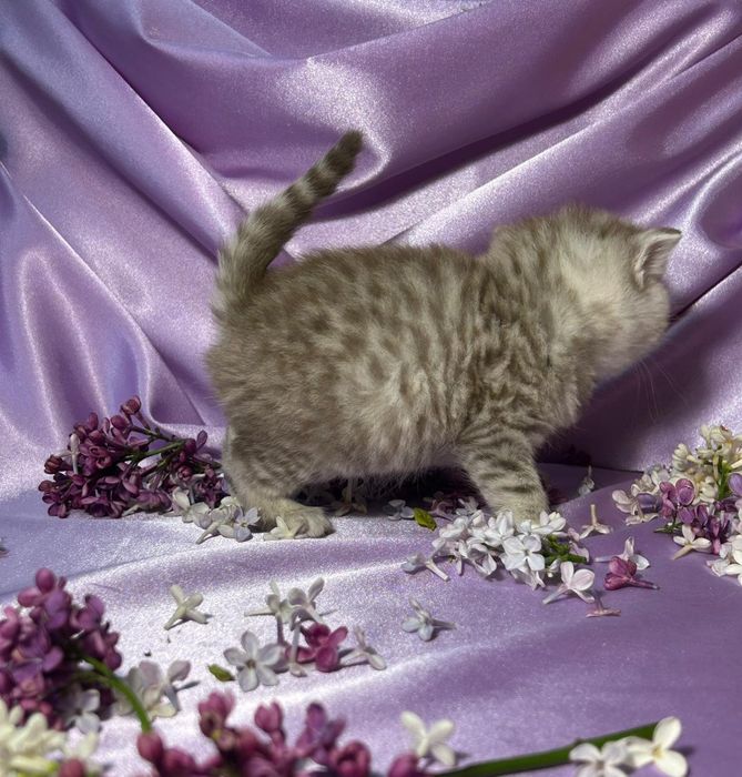 Котята шотландские