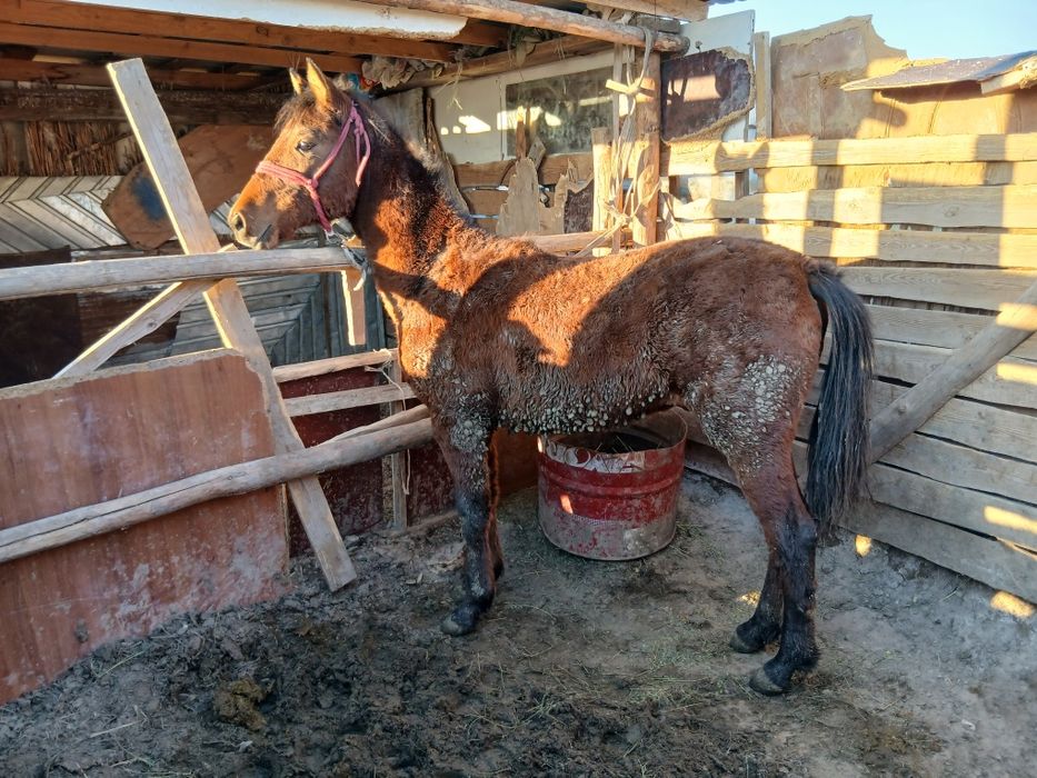 Тай сатылады     .