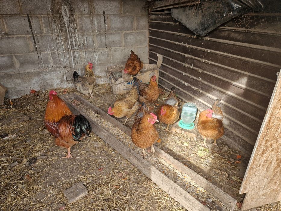 Кучинские инкубационные яйца