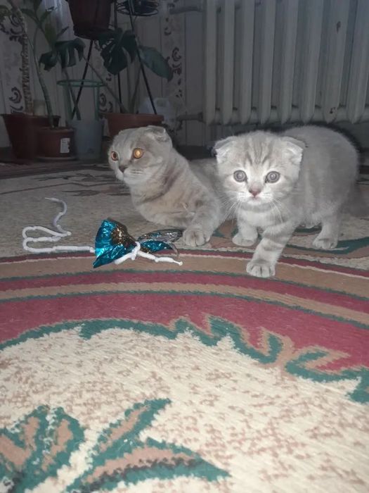 Шотландский вислоухий котенок