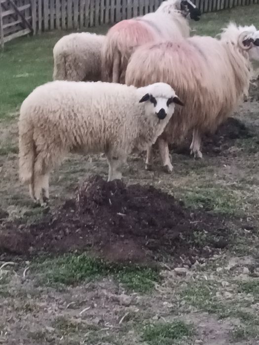 Miala frumos disponibilă