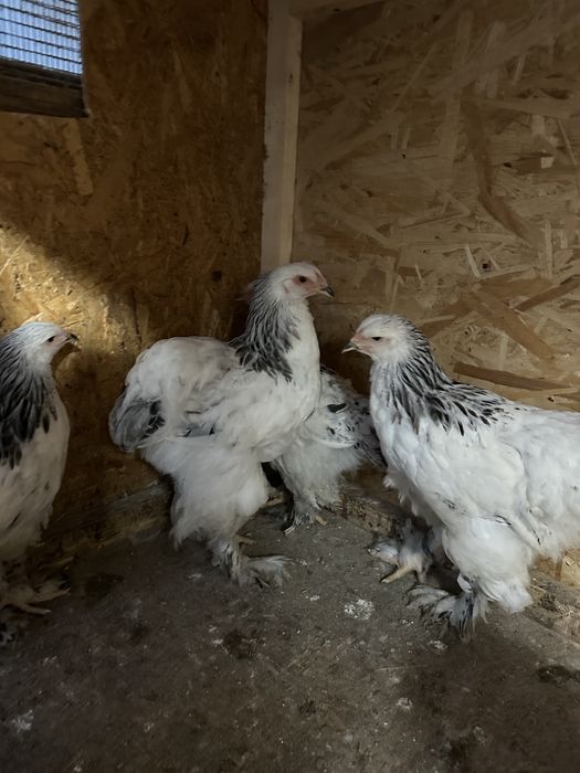 Familie brahma hd tineret