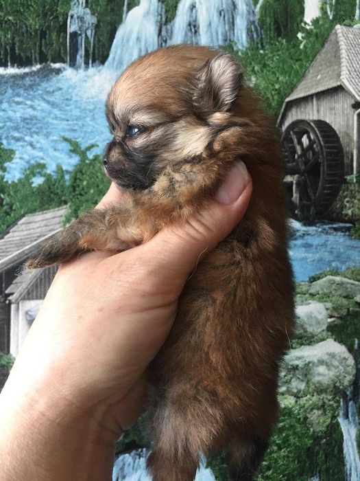 щенки шпица разного окраса