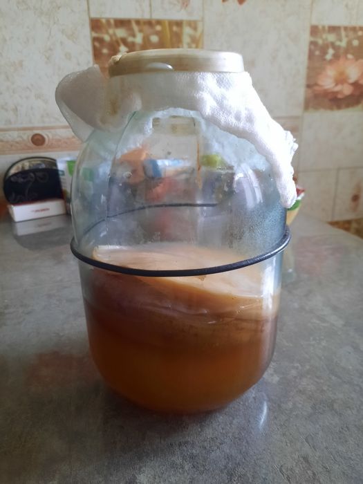 Продам чайный гриб от всех болезней