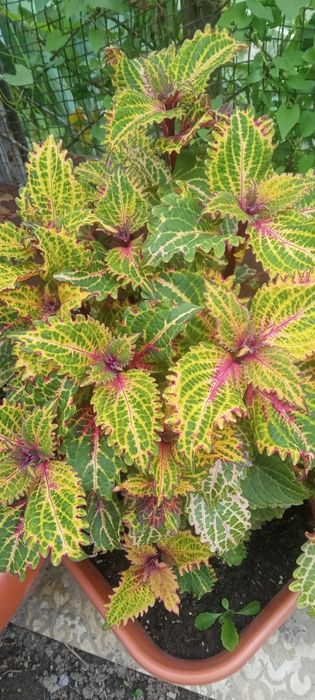 Продам  цветы колиусы