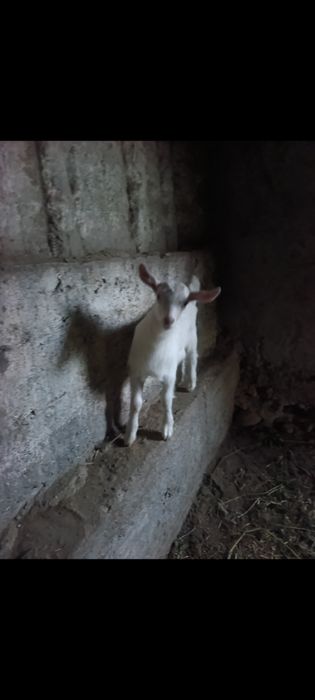 Қиз улоқча сотилади