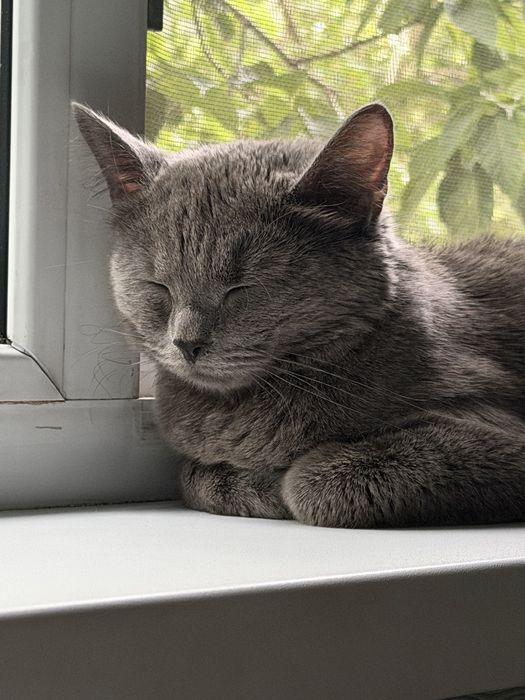 Отдам кошку в добрые руки