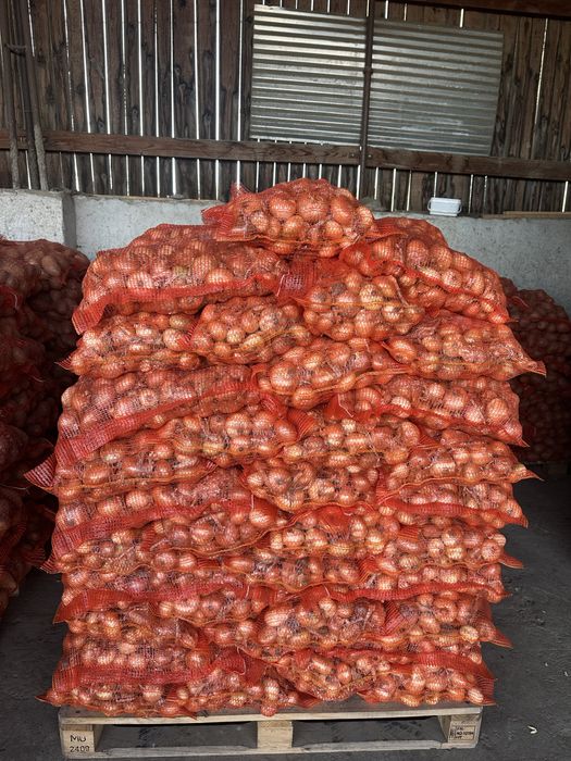 Ceapa plata galbena