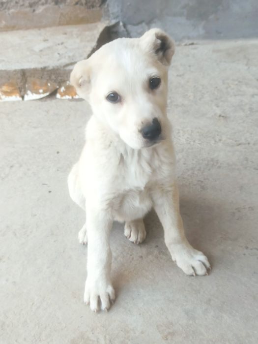 Turkmen alabay toza zot suchka