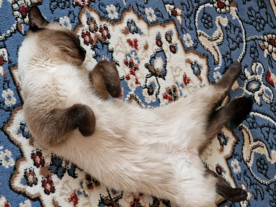 Отдам кошек в добрые руки.