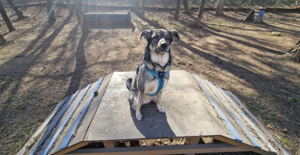 Pet sitter Cluj-Napoca