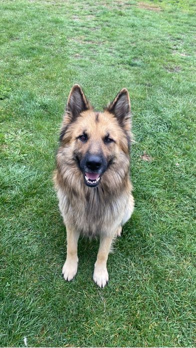 Căței Ciobănesc German-8 săptămâni