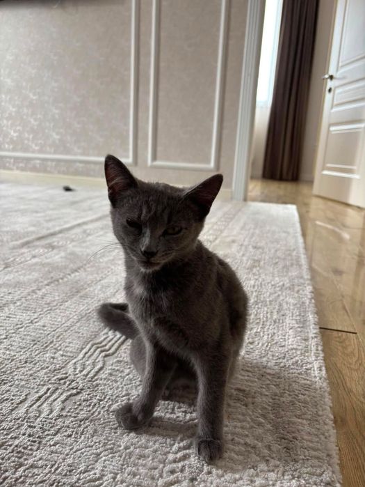 Котенок породы Шартрез 3 месяца