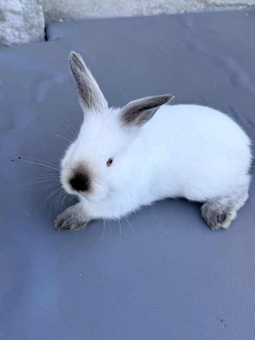 Pui de iepuri Californieni