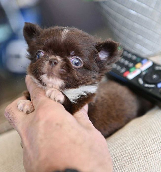 Мъжко дългокосместо мниатюрно шоколадово чихуахуа