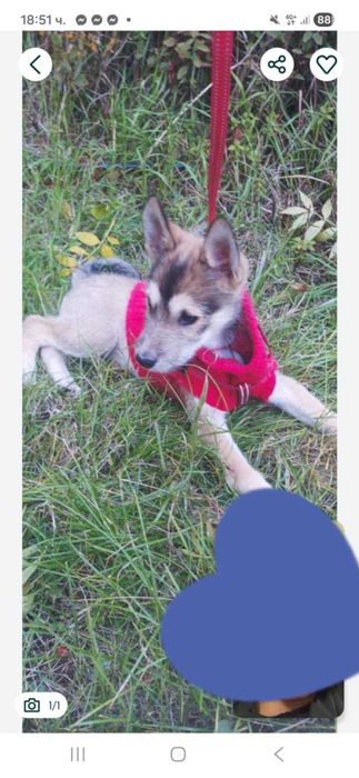 Капоне търси дом