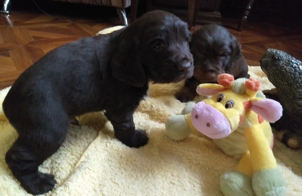 Шоколады щенки!