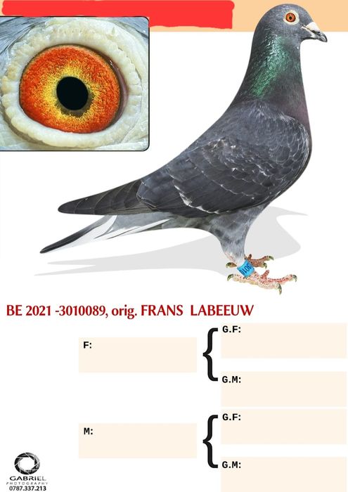 Porumbei de vanzare cu pedigree