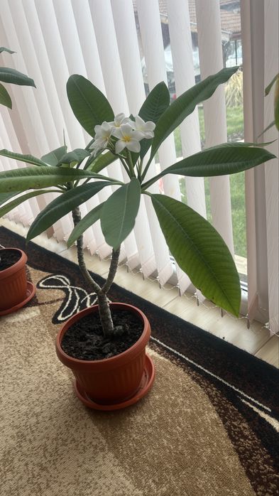 Плумерия/ Plumeria tree