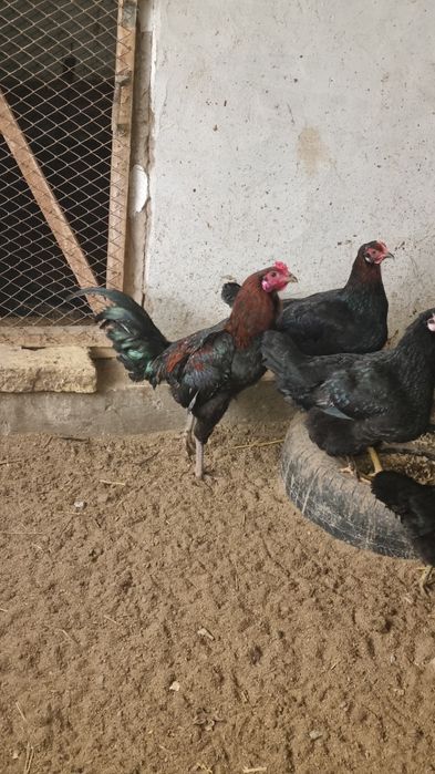 Даканг хуроз сотилади