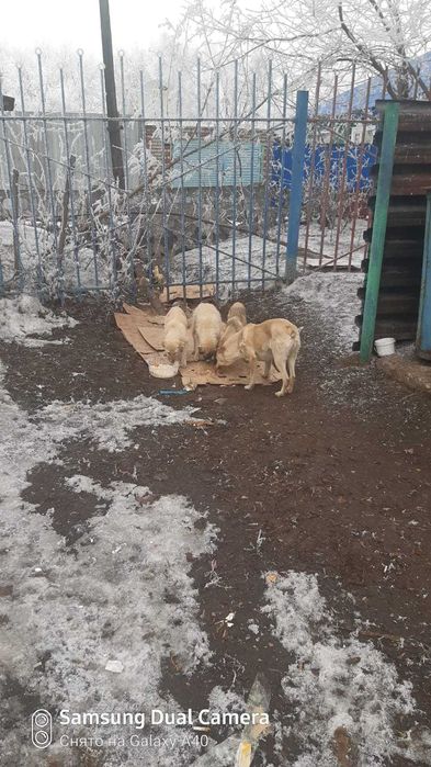 Ищем любящих хозяев для щенков!