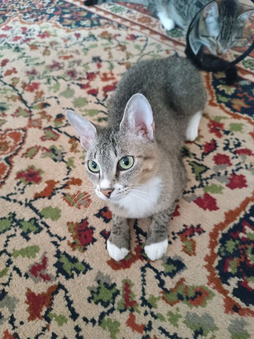 Отдам кошку в хорошие руки