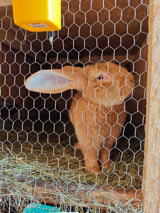 Iepuri Uriaș German