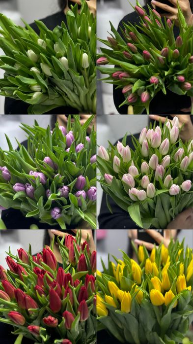 Тюльпаны Голландские