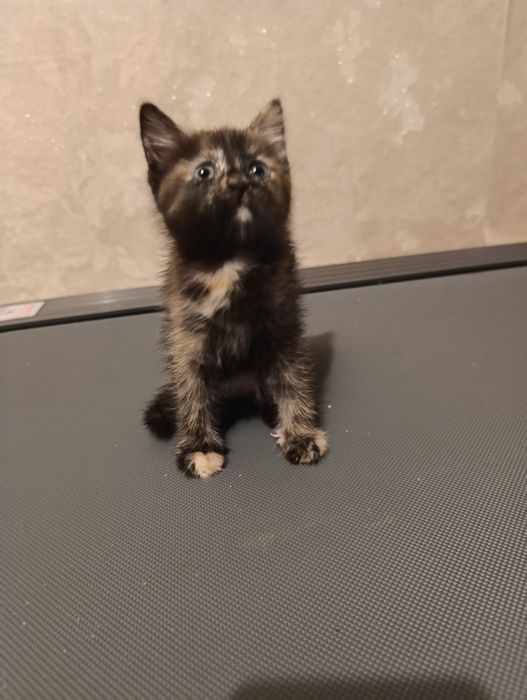 Отдам кошечек в добрые руки