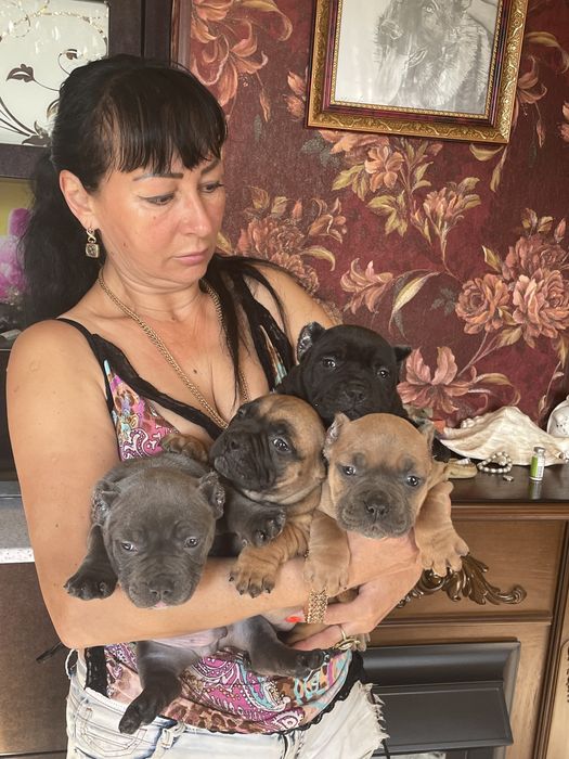 Американский булли