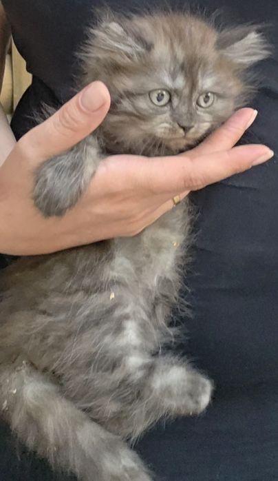 Отдам котят в добрые руки