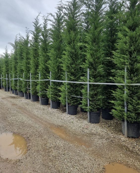 Leylandii gard viu livram oriunde in tara
