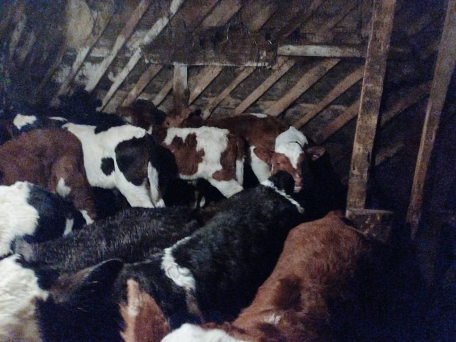 Продам телят разных возрастов