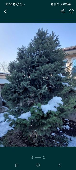 Отдам бесплатно зелёную ель