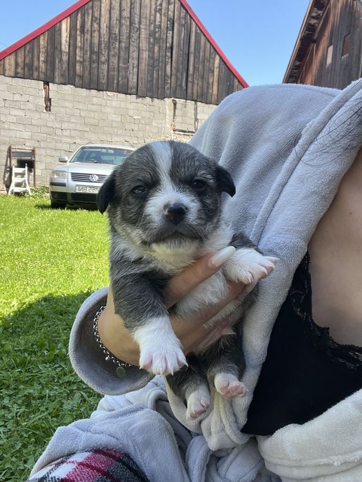 Cațelusi pt adopție